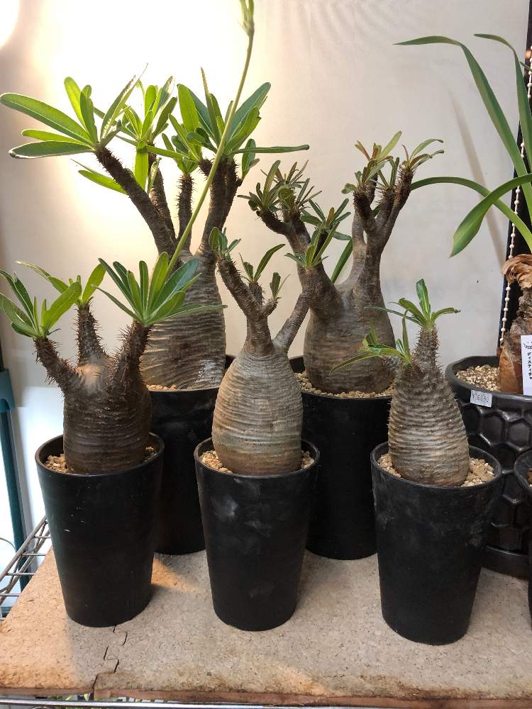 インテリアの画像 by ファニープランツさん | インテリアとパキポディウム属と観葉植物と栃木県と#パキポディウム•グラキリスと塊根植物