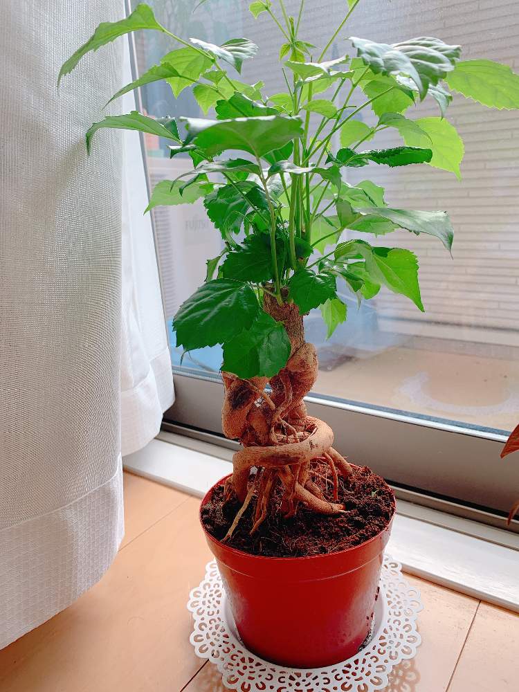 インテリアの画像 by しちゃさん | インテリアとヘテロパナックスと観葉植物と一目惚れと自己満足と綺麗なミドリとGS映えと花のある暮らしと超絶可愛い