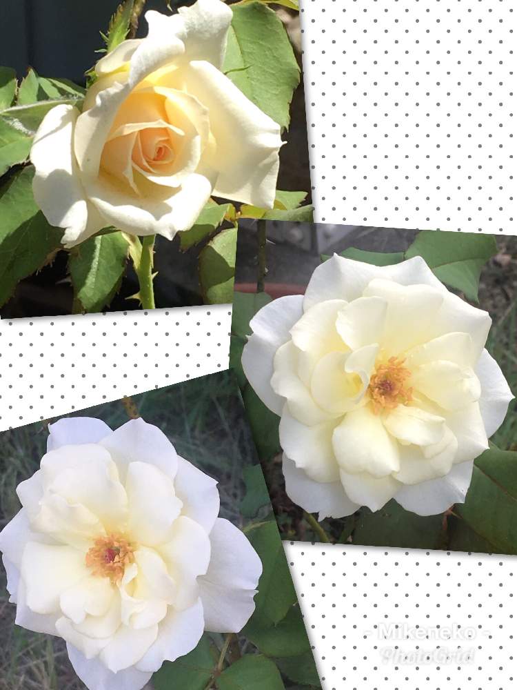 広い庭の画像 by 三毛猫さん | 広い庭と薔薇・フレンチレースと花のある暮らしとアプリコットピンクとアイボリーホワイトとフレンチレース バラ