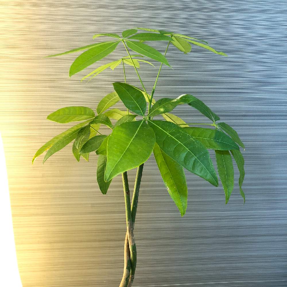 部屋の画像 by Jungle Burgerさん | 部屋とパキラと観葉植物と植物男子