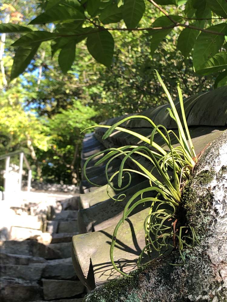 お出かけ先の画像 by sanagiさん | お出かけ先とノキシノブと生きる強さとエールと植物から学ぶと平和な日々を願いとLove & Peace