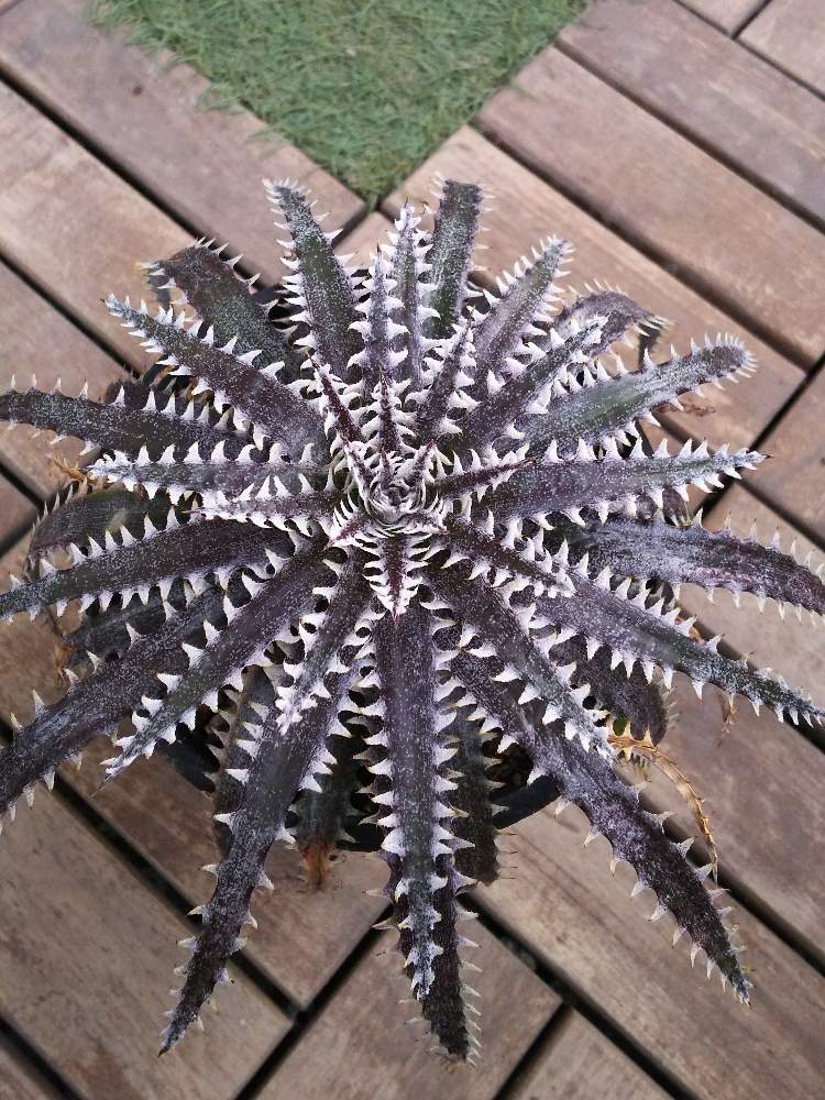 バルコニー/ベランダの画像 by こままこさん | バルコニー/ベランダとDyckia 'Briar Patch' x 'Donna Marie'とトゲトゲとディッキアとトゲトゲくんとトゲトゲ好きとうちのディッキアとディッキア交配種とトゲトゲのある暮らしとDyckia