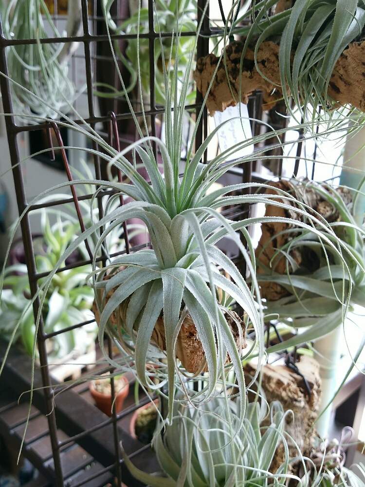 窓辺の画像 by AOさん | 窓辺とチラ愛とチラまみれと花のある暮らしと植欲全開!とチランジア チャペウエンシス