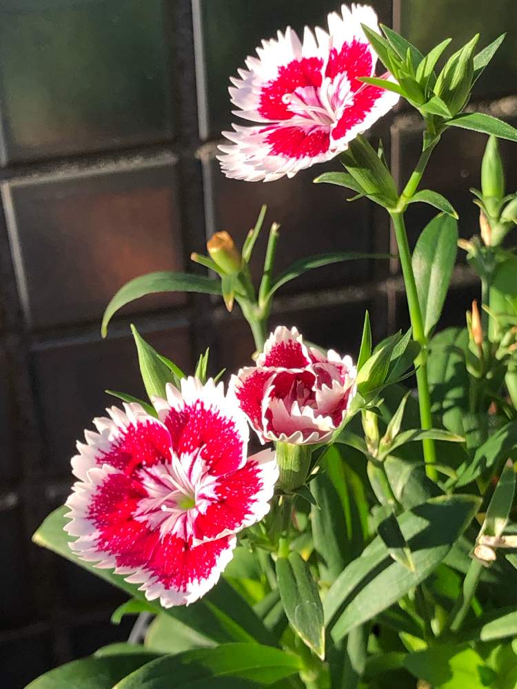 玄関の画像 by アヤアヤさん | 玄関と寄せ植えとピンクのお花とナデシコ☆と花のある暮らしとかわいい花