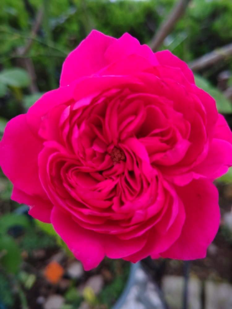 小さな庭の画像 by みこたんガーデンさん | 小さな庭と❤️薔薇に癒されてとばら バラ 薔薇とカップ咲きと薔薇に魅せられてと素敵な色合いと綺麗と薔薇が好き❤とメイアンと花のある暮らしと色合いがキレイ