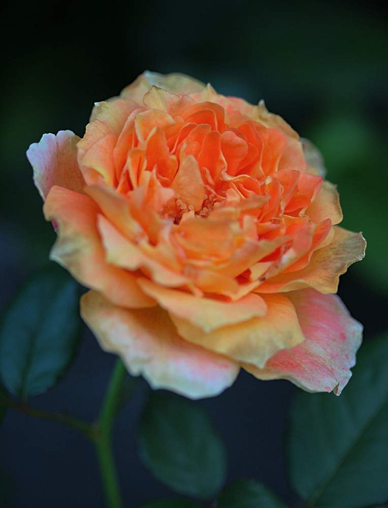 小さな庭の画像 by marrieさん | 小さな庭と薔薇 万葉と薔薇♪と植物男子とばら バラ 薔薇
