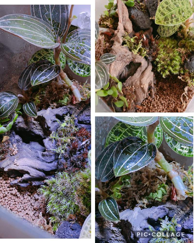 部屋の画像 by nyonさん | 部屋と和テイストも好きと癒しの植物と和のテイストとテラリウムと癒しの空間と癒しの場所と苔テラリウムと初テラリウムと趣のある