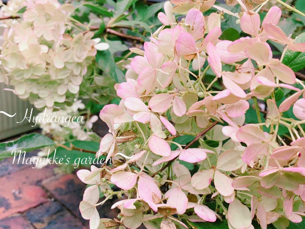 広い庭の画像 by まゆっけさん | 広い庭とノリウツギとGS映えと暮らしに花をとノリウツギバニラストロベリーとほんのりピンクと日々の生活を丁寧に…と花のある暮らしと花が好きと秋色紫陽花