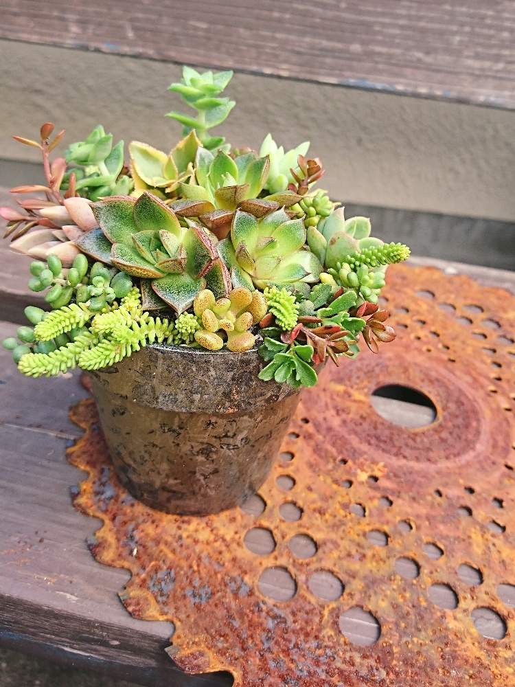 の画像 by 花MARUさん | 忘備録さんのラッピング鉢と多肉植物と寄せ植えと葉っぱのある暮らしと多肉植物のある暮らしと晴れの国タニラーGPとバラと夢CLUBと多肉ラボ©と葉っぱ大好きと花のある暮らしとたにおたくらぶと被災地に心をよせて☘️とMARUペースで投稿とGS植物うちなーぐち会