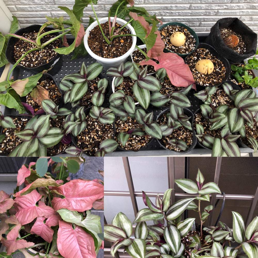 テラスの画像 by acopoiさん | テラスと観葉植物と シンゴニウムと全て根付きの植物と育てるの楽しみと元気に育ってます♪とシンゴニウムピンクと根付くかなとすくすく育ってね♬とトラディスカンティア❤︎とアナナス科