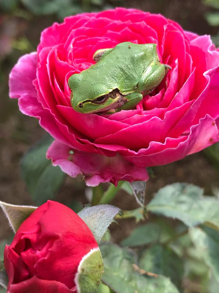 小さな庭の画像 by vogel ②さん | 小さな庭とゆうぜんと庭の生き物たちとばら バラ 薔薇とHTとF&G