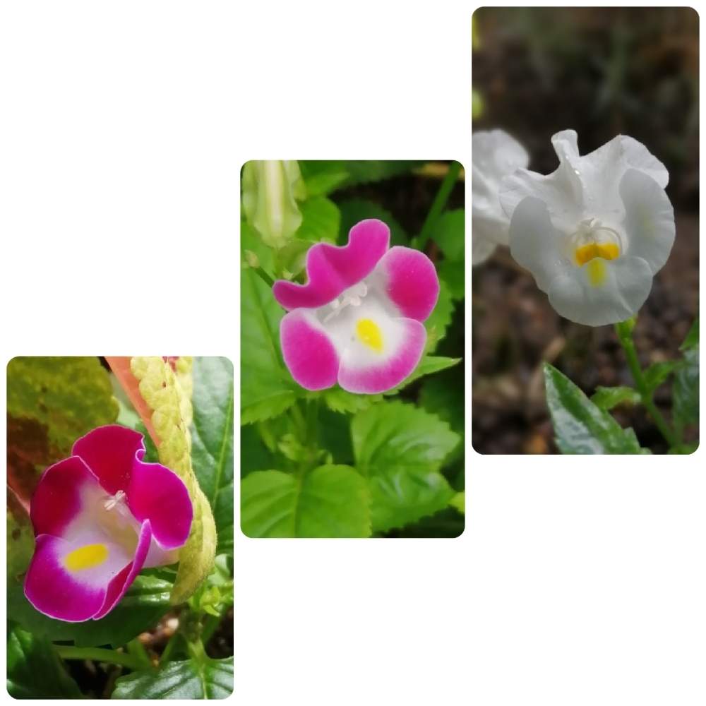 小さな庭の画像 by erinさん | 小さな庭とトレニア☆と植えた覚えがないと処分品と花のある暮らしとどこから来たの?