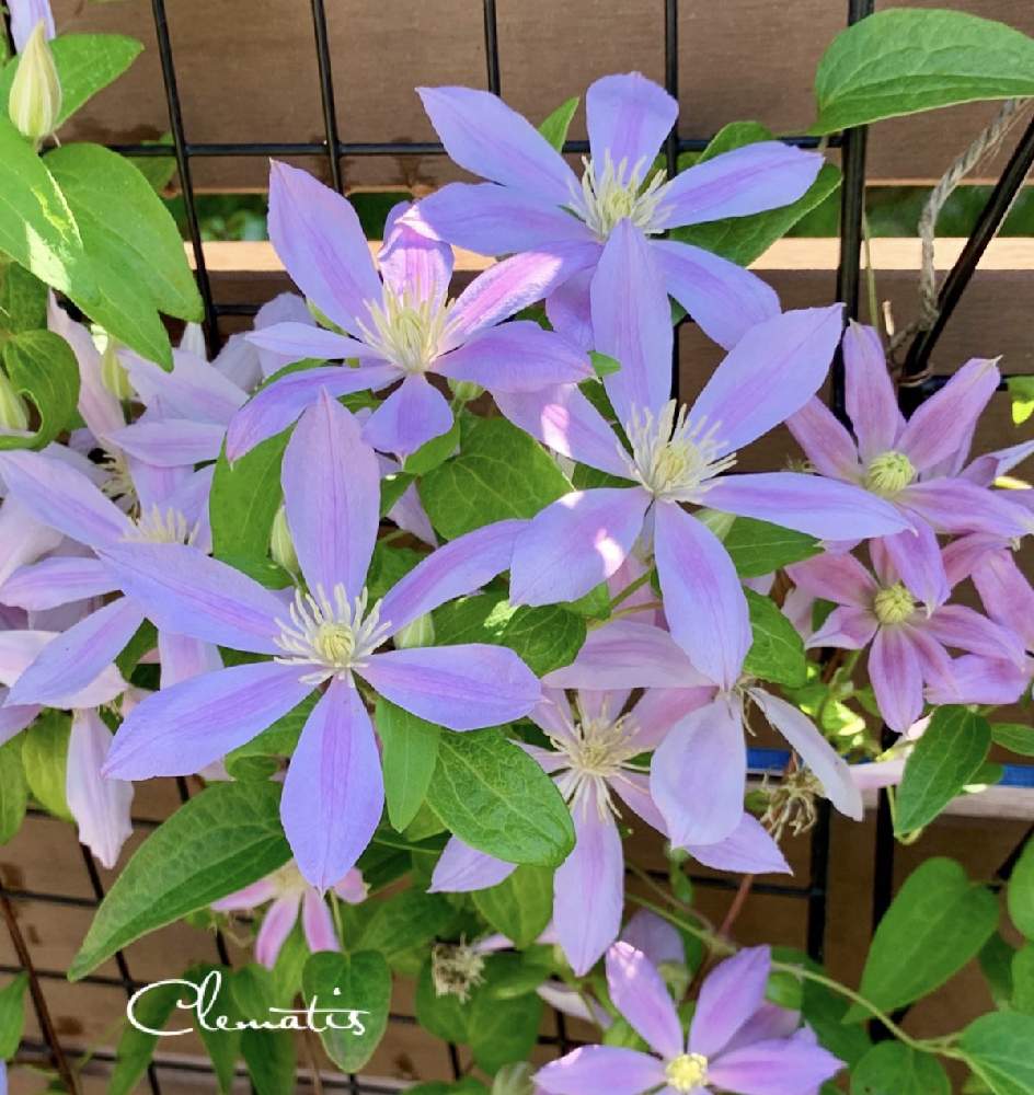 の画像 by のどかさん | 花のある暮らしと切り戻しとクレマチス♬とスマホで撮影