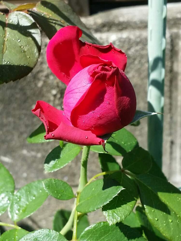 の画像 by 星白さん | ルージュピエールドゥロンサールと薔薇♪とばら バラ 薔薇