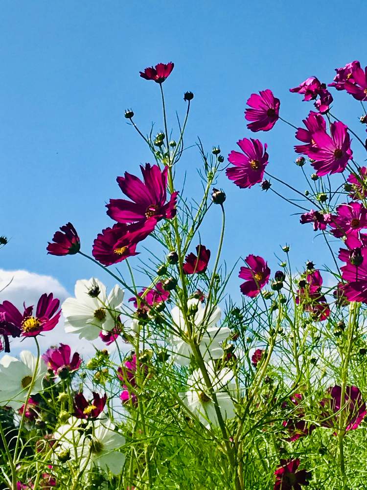 広い庭の画像 by アボガドさん | 広い庭と秋の訪れと青空にたなびくコスモスと我が家の花壇と秋を彩るコスモスフォトコンと花のある暮らし