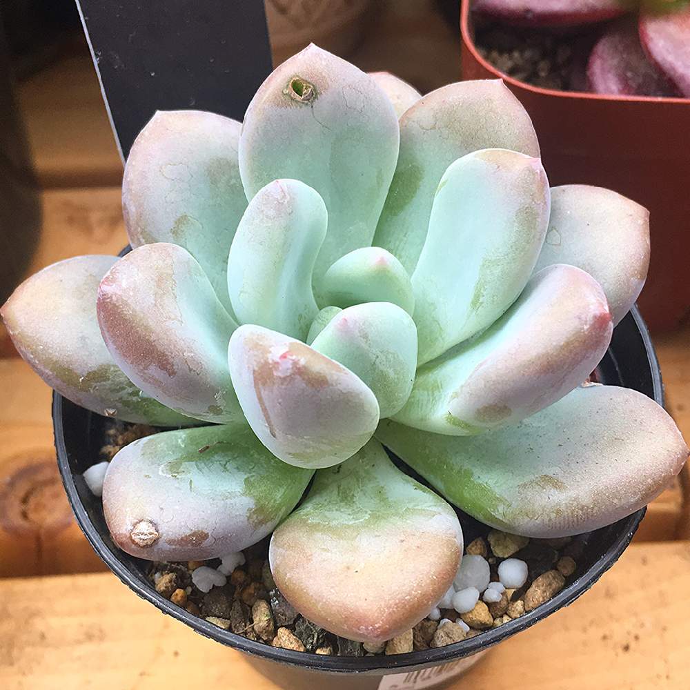 バルコニー/ベランダの画像 by angeloさん | バルコニー/ベランダと多肉植物とangelo succulentとGraptoveriaとハオルチア属と初心者多肉と多肉イベントと多肉屋とインスタグラム angeloと多肉植物とサボテンとopalina graptoveriaとアンジェロ多肉とグラプトベリアとユーフォルビアと多肉・オパリナと多肉冬とEcheveriaとangeloとsucculent