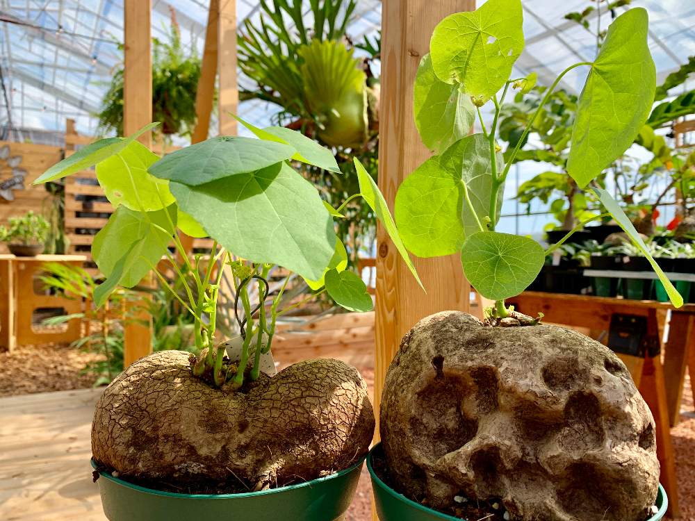 インテリアの画像 by Flower Villageさん | インテリアと多肉植物とドライガーデンとパキポディウム属とボタニカルライフと塊根植物のある暮らしとグリーンインテリアとロックガーデンとナチュラルガーデンと鷺沼とベランダガーデンとコーデックスと植中毒とフラワービレッジと多肉女子と塊根植物とタニラーと花のある暮らしとflowervillageとベランダーとアガベ属