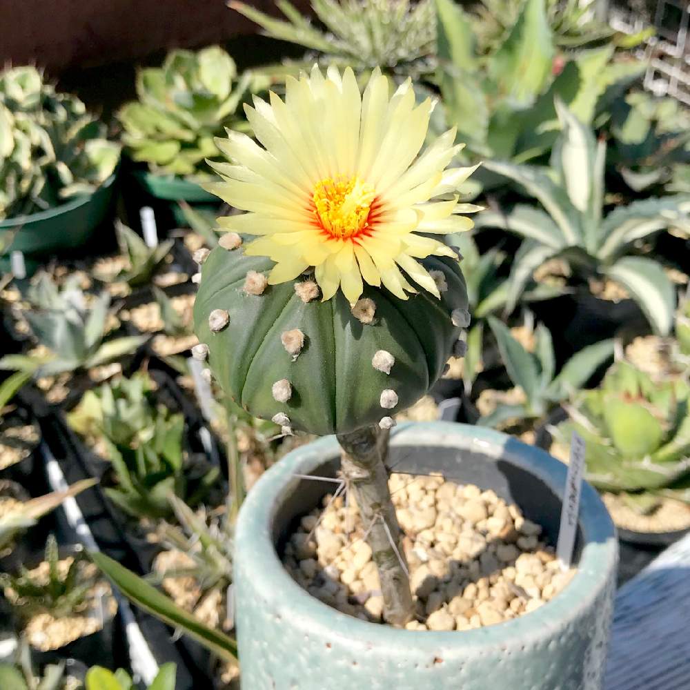 バルコニー/ベランダの画像 by たねさん | バルコニー/ベランダとAstrophytum asteriasと大疣瑠璃兜と多肉植物とサボテン科と福岡とたねんちのアストロとAstrophytumとたねんちのサボとアストロフィツム属