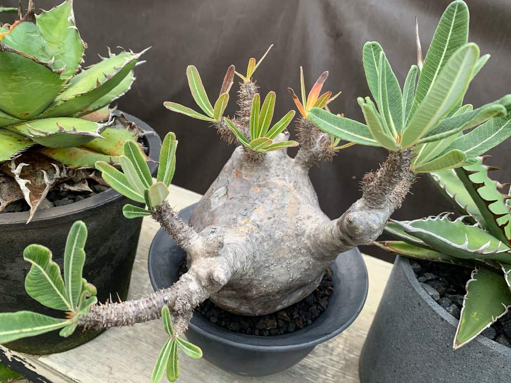 棚の画像 by Akira831さん | 棚と多肉植物とパキポディウム属と棘物と観葉植物と植物のある暮らしとボタニカルライフとコンクリート鉢とアガベ・キシロナカンサと多肉植物のある暮らしと植中毒と紅葉(こうよう)と#パキポディウム•グラキリスと多肉植物とサボテンとgreeneryとアガベチタノタと珍奇植物と花のある暮らしとLABOとアガベ属と俺の多肉植物