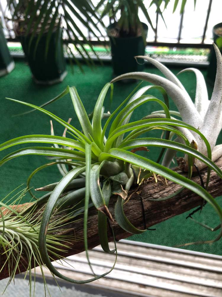 バルコニー/ベランダの画像 by bukkieさん | バルコニー/ベランダとチランジアと着生植物と観葉植物とボタニカルライフと植物男子とブロメリアと緑のある暮らしとエアプランツ