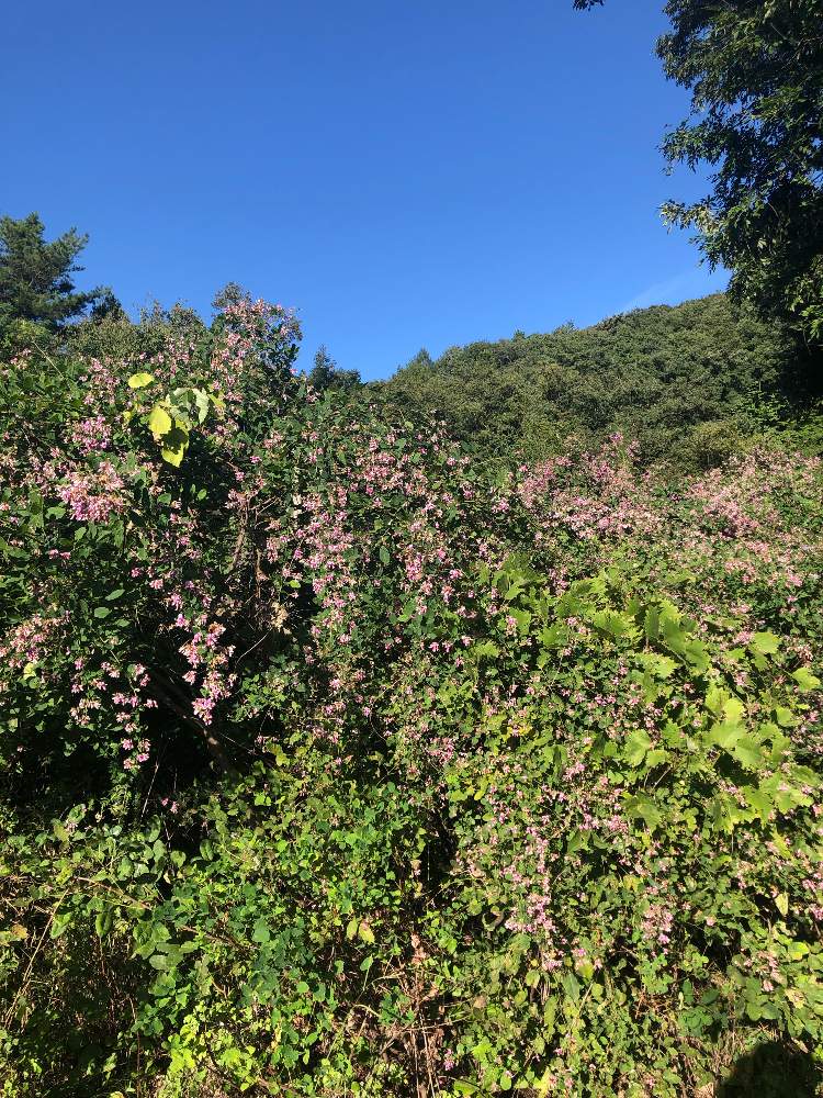 の画像 by エアプランツさん | ハギと自然と野草とiPhone撮影と開花!
