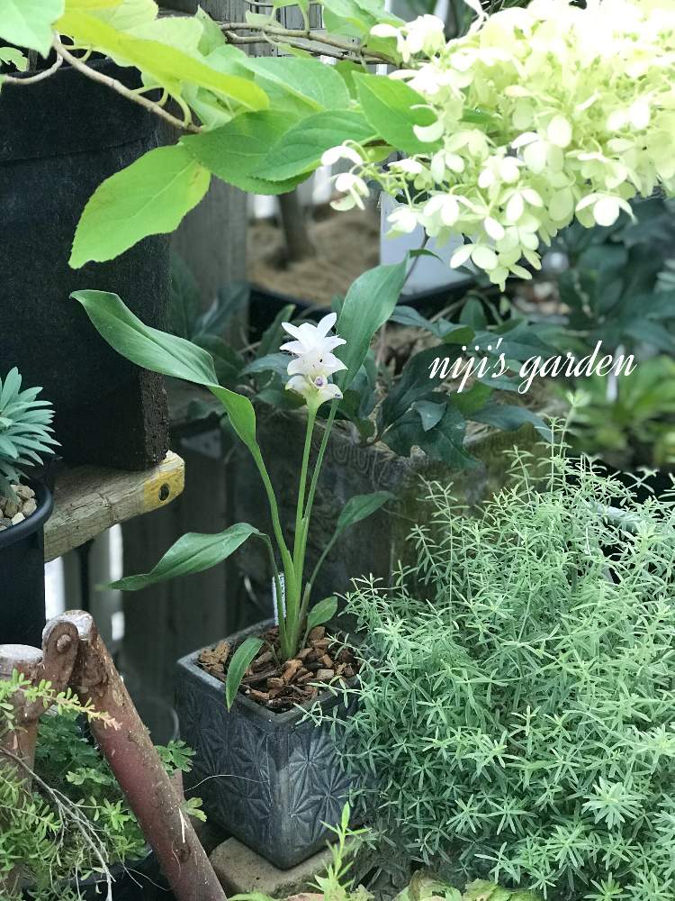 の画像 by nijiさん | クルクマ チェリープリンセスと植物のある暮らしとJUNK Gardenと植物オタクとjunkとno green no lifeと植中毒と多肉女子とクルクマ属と花のある暮らし