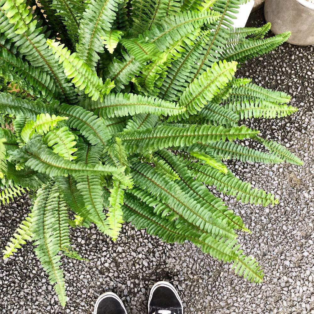 インテリアの画像 by NEO GREENさん | インテリアとタマシダと観葉植物と庭木とインテリアグリーンとneogreen