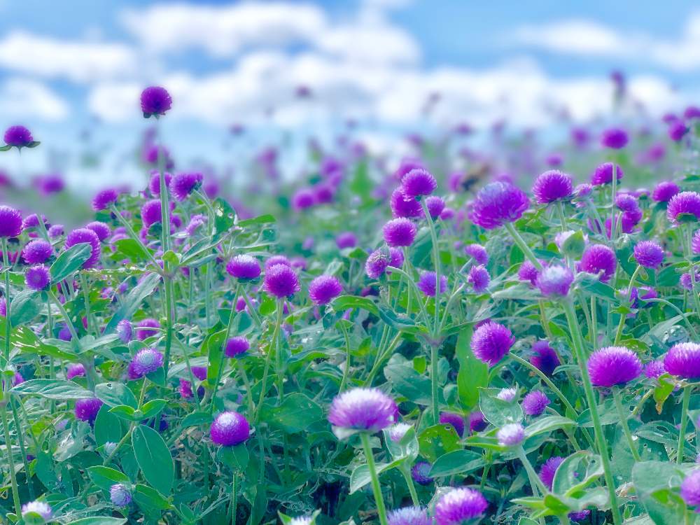 の画像 by ムラッチさん | 群馬県とセンニチコウ♡と高崎市