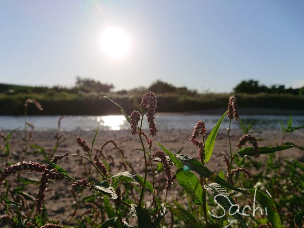 の画像 by sachiさん | ヤナギタデと残したい風景と夕日と水のある風景と堤防沿いと雑草と今日の花便りとさんぽみちと花のある暮らし