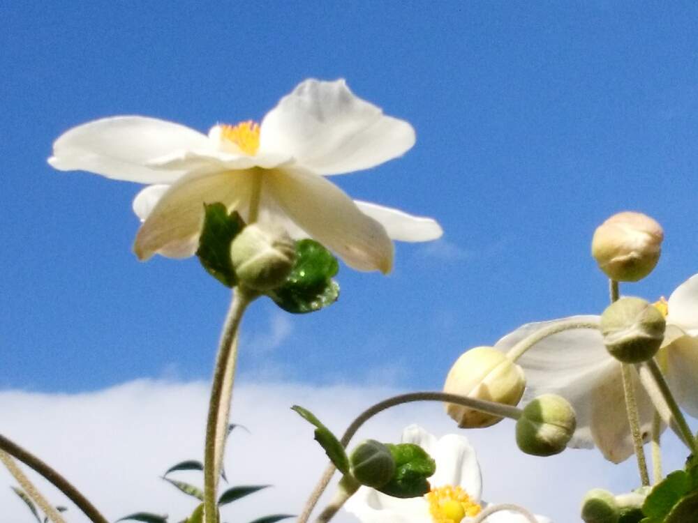 広い庭の画像 by moonさん | 広い庭とシュウメイギクと残暑と実家の庭と白い花と秋の花と青空
