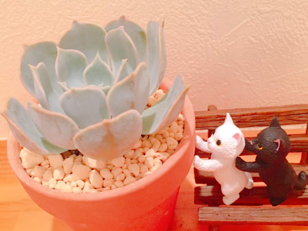 小さな庭の画像 by tsuyotsuyo!!さん | 小さな庭とリラシナと多肉植物とミニ多肉と多肉植物 多肉の有るくらし
