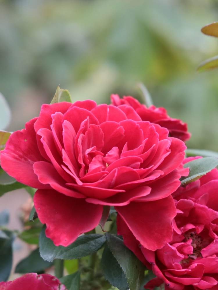 お出かけ先の画像 by quattroさん | お出かけ先とバラ園とバラ特集とばら バラ 薔薇とお写んぽとお写ん歩とGreenSnapmarcheと花のある暮らしとバラ・ミニバラとGREEN UP!とプラスチックスマート
