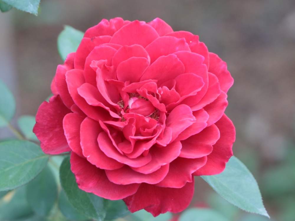 お出かけ先の画像 by quattroさん | お出かけ先とバラ園とバラ特集とばら バラ 薔薇とお写んぽとお写ん歩とGreenSnapmarcheと花のある暮らしとバラ・ミニバラとGREEN UP!とプラスチックスマート
