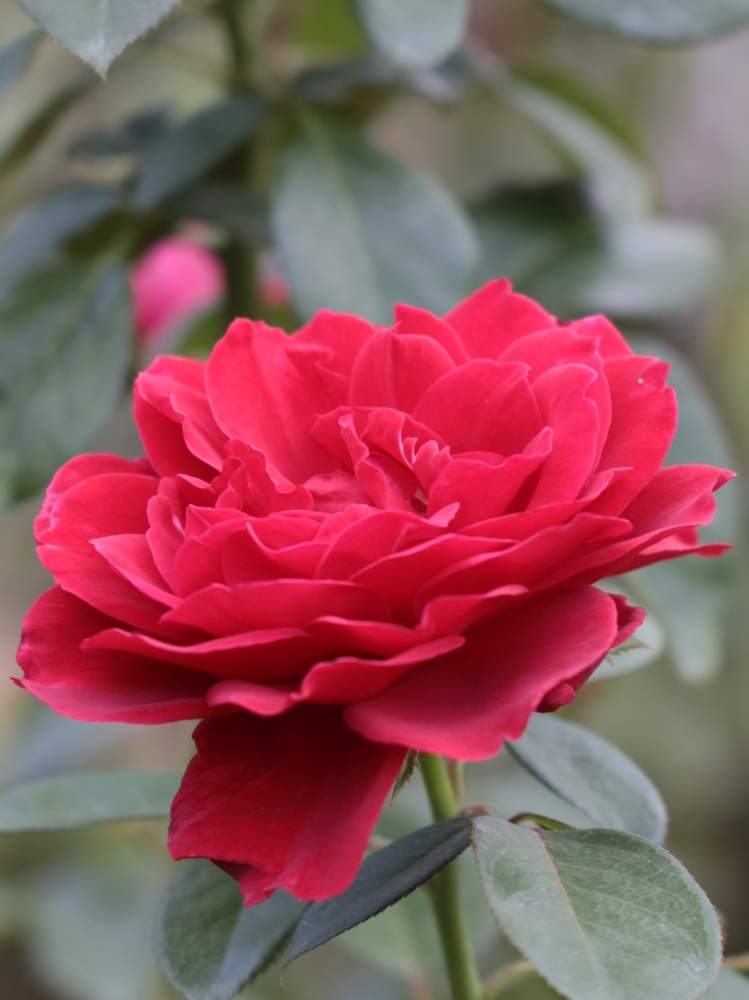 お出かけ先の画像 by quattroさん | お出かけ先とバラ園とバラ特集とばら バラ 薔薇とお写んぽとお写ん歩とGreenSnapmarcheと花のある暮らしとバラ・ミニバラとGREEN UP!とプラスチックスマート