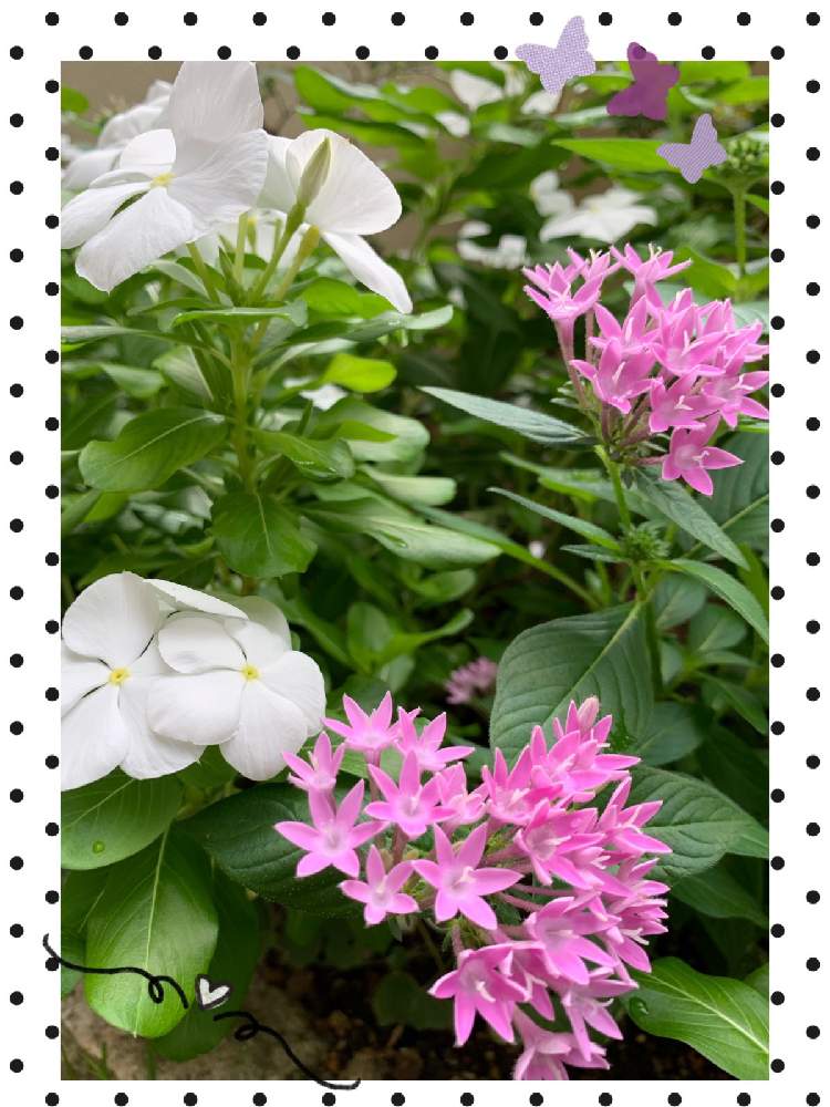 小さな庭の画像 by *hirorin*さん | 小さな庭とペンタスと日々草とペンタス☆とペンタスの花とピンクの花とニチニチソウ☆とピンクのペンタスと 日々草と四季折々と花のある暮らしと白色の花と庭植えとしろいはな