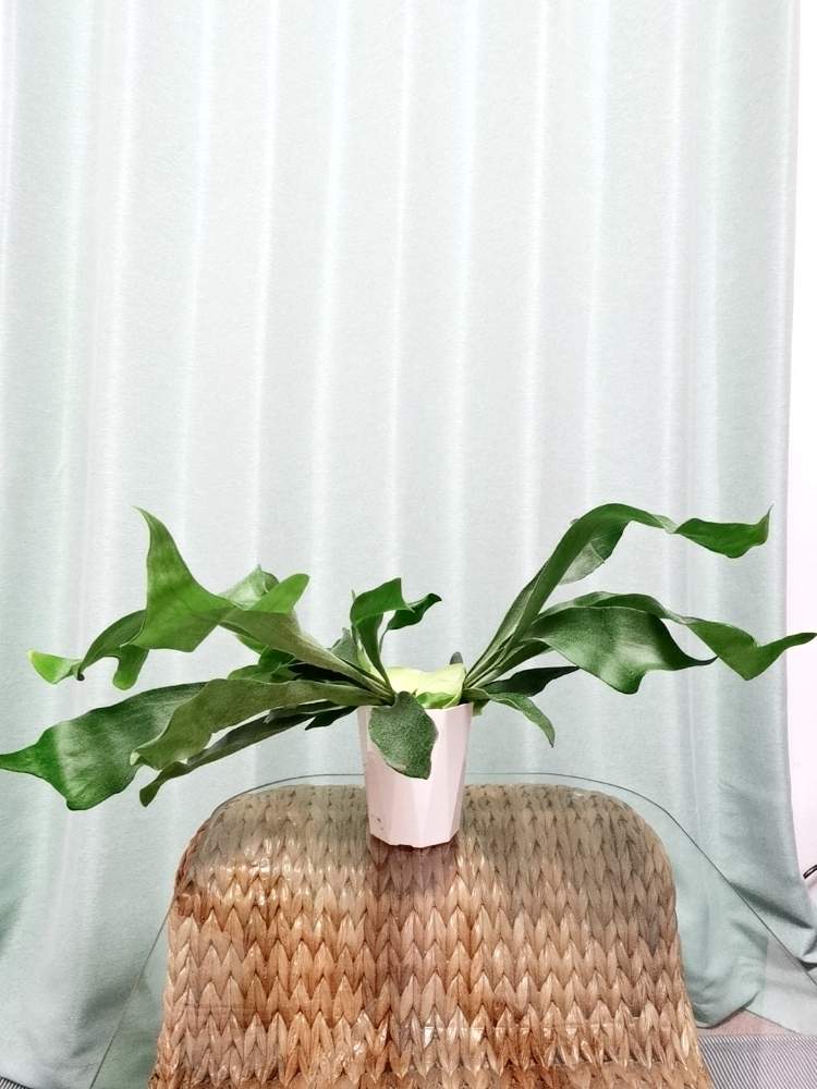 部屋の画像 by ひろさん | 部屋とコウモリランと観葉植物とDIYと熱帯植物と植物のある暮らし