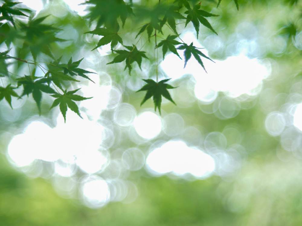 お出かけ先の画像 by tokotonさん | お出かけ先と花撮り隊とお写ん歩とGS映えと京都植物園とガーデニングと花のある暮らし