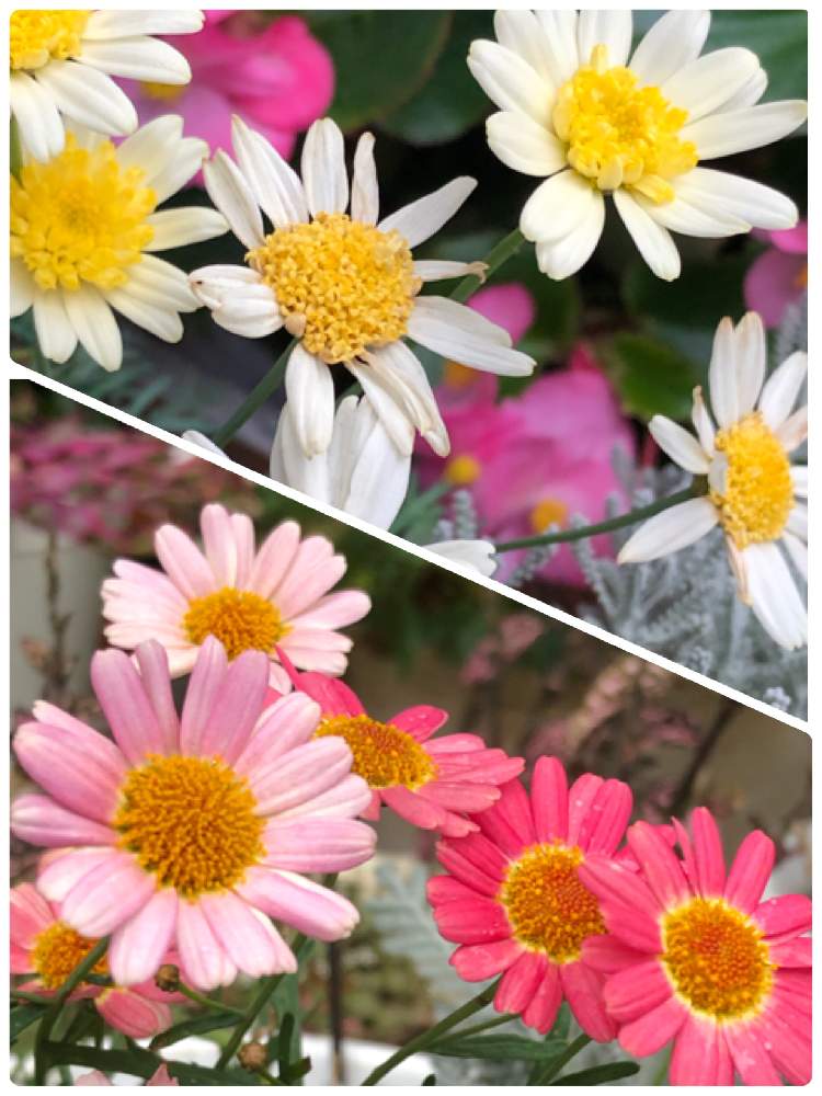 玄関の画像 by ゆずママさん | 玄関とマーガレットと幸せな気分と癒しの花と黄色の花とピンク色の花とガーデニングと花のある暮らしとかわいいと色あざやか