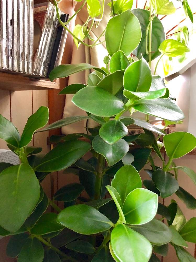 寝室の画像 by meguさん | 寝室とクルシアロゼアとインドアグリーンと観葉植物とボタニカルライフと葉っぱと緑のある暮らしと今日イチ可愛い植物とお部屋ガーデンとインテリアグリーンとインドアガーデンとインテリアガーデン