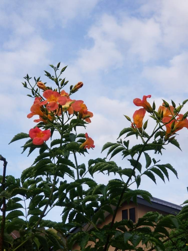 畑の画像 by ゆりさん | 畑とノウゼンカズラと花のある暮らしと青空の下とオレンジ色の花と頑張ってる‼️