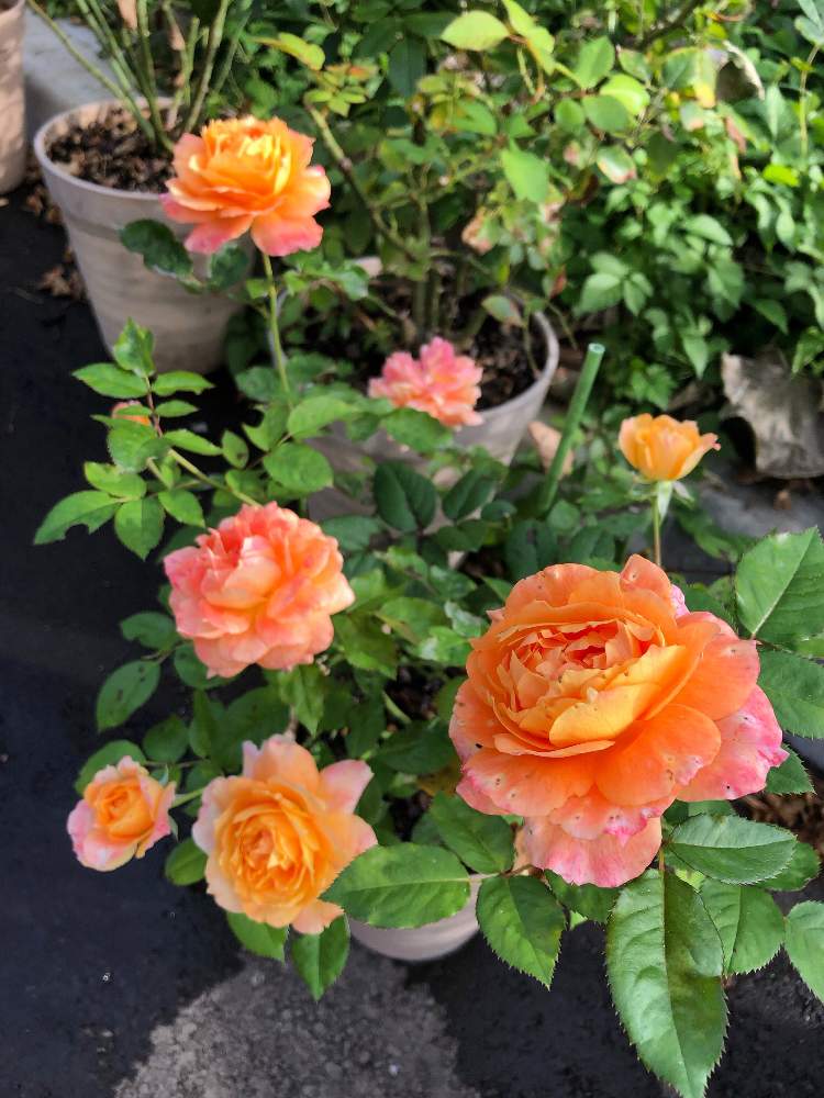 テラスの画像 by shigeさん | テラスとバラとバラ 万葉と薔薇 万葉と万葉とバラ*万葉とスマホ撮影と岩手県とばら バラ 薔薇と薔薇男子とバラのある暮らしとバラ*万とバラの鉢植えと鉢植えと花のある暮らしとばら 薔薇 バラと我が家のバラとバラ・ミニバラとバラを楽しむ