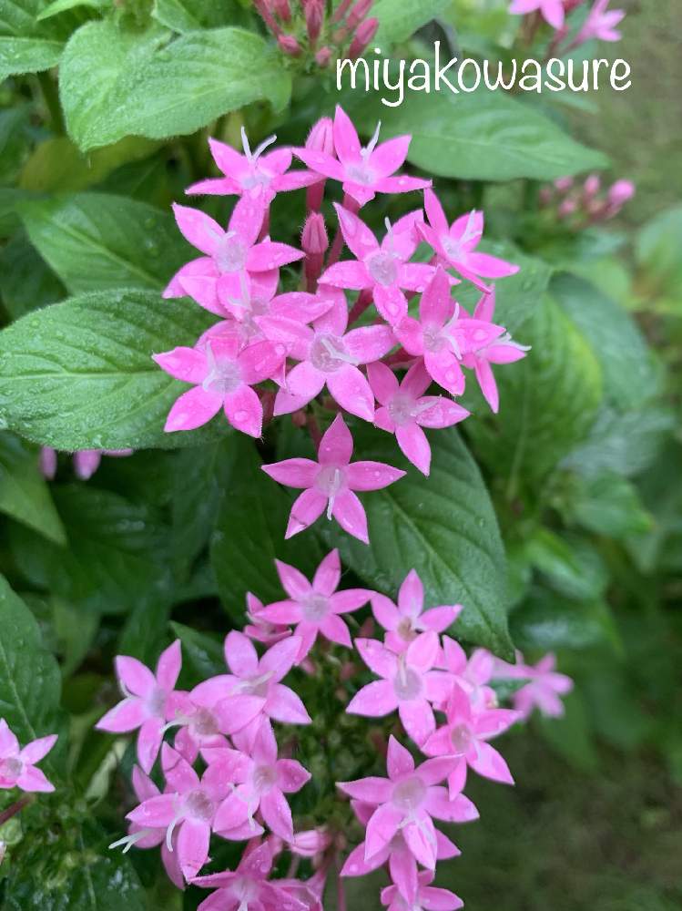 小さな庭の画像 by 都忘れさん | 小さな庭とペンタス☆とペンタスの花と今日の1枚とピンクのペンタスと植中毒と花のある暮らし