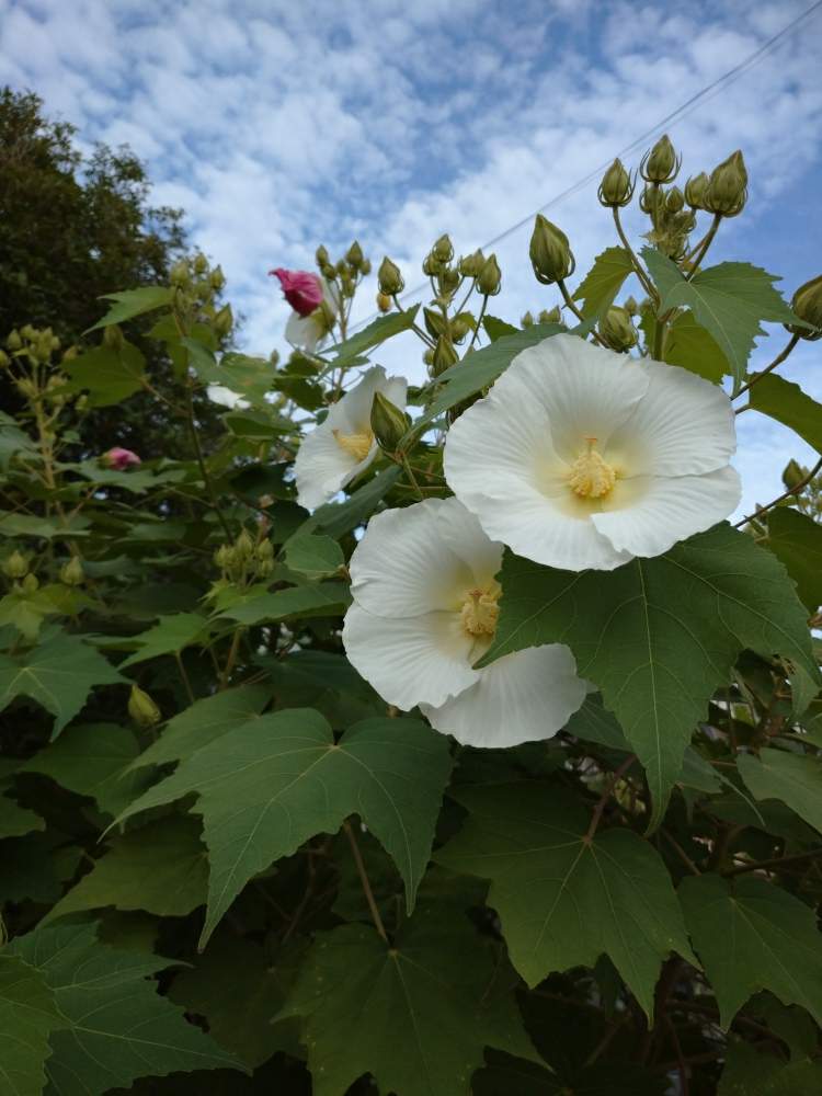 お出かけ先の画像 by うさぎさん | お出かけ先と白いお花♪とピンク色のお花♪と癒し系と酔芙蓉♪と花のある暮らし