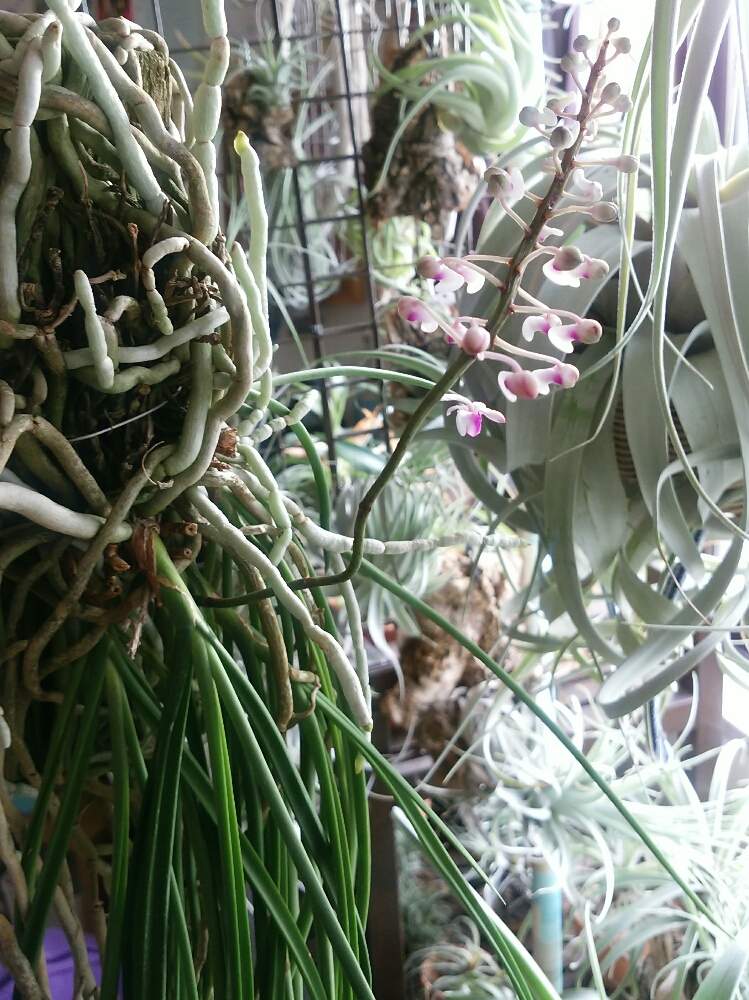 窓辺の画像 by AOさん | 窓辺と花のある暮らしと植欲全開!とセイデンファデニア ミトラタ
