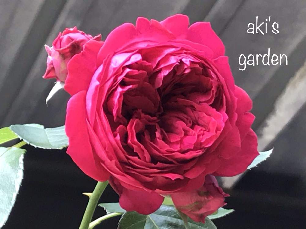 小さな庭の画像 by あきさん | 小さな庭と薔薇とルージュピエールドゥロンサールとバラバラバラとばら バラ 薔薇と薔薇に魅せられてと植中毒と花のある暮らしと薔薇♪とばら 薔薇 バラとバラ・ミニバラ