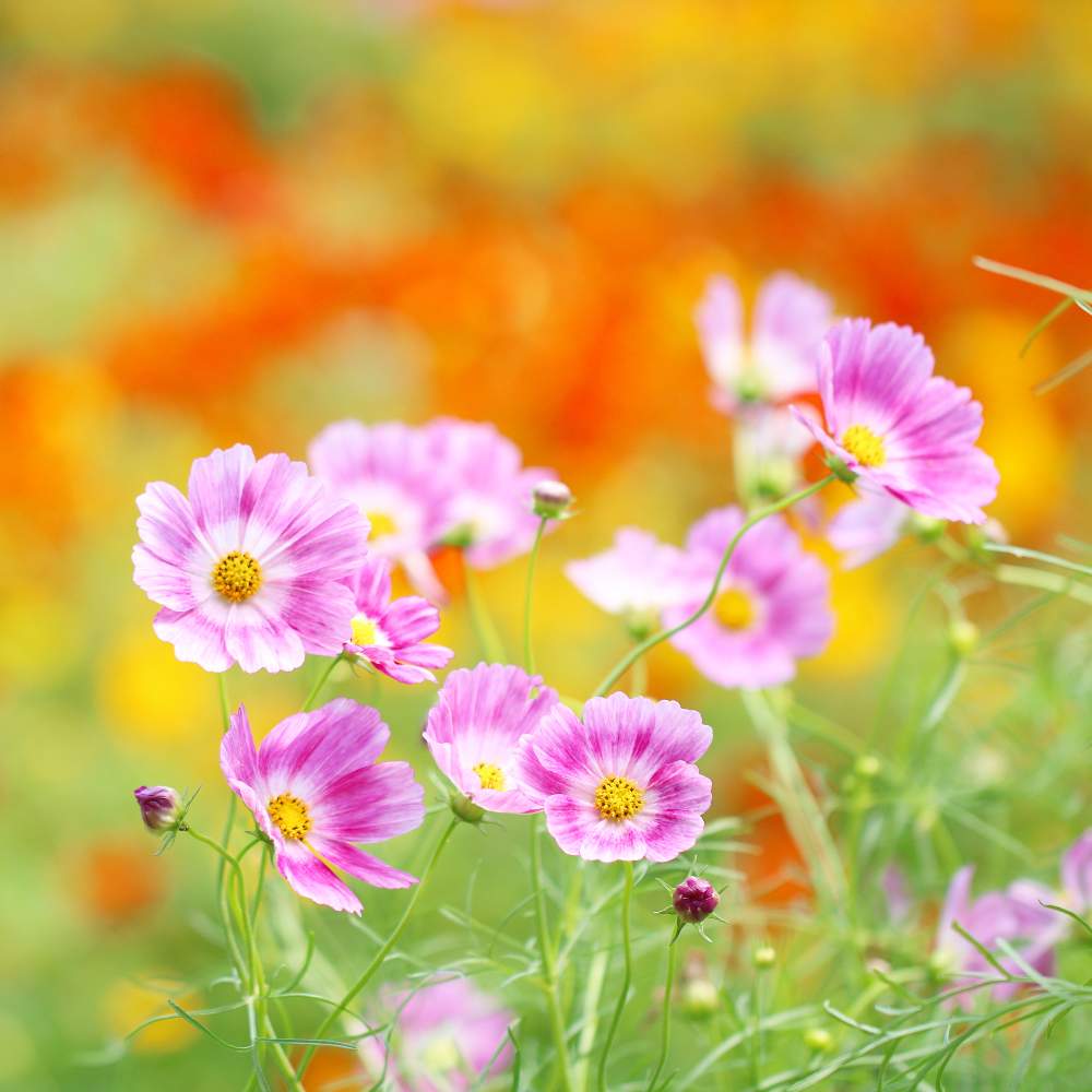 お出かけ先の画像 by おはぎさん | お出かけ先と花のある空間とコスモス畑と癒しとおさんぽと花のある生活と秋を彩るコスモスフォトコンと癒され風景と秋コスモスと花のある暮らしとかわいいな♡とやっぱり花が好き♡