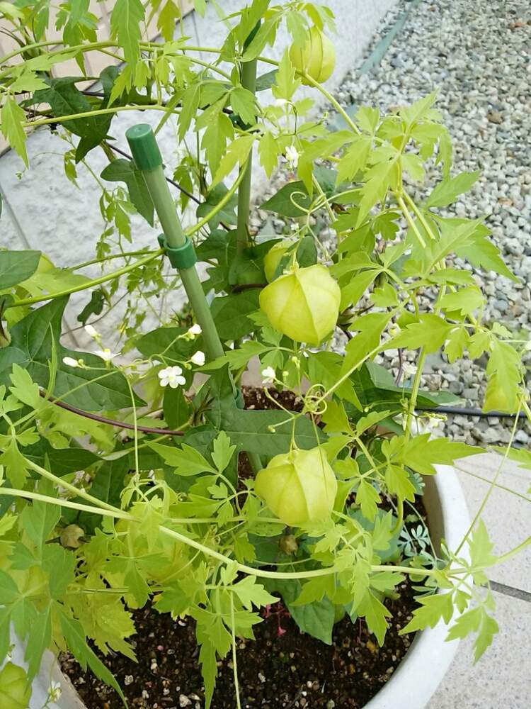 玄関の画像 by moonさん | 玄関とフウセンカズラと鉢植えと秋の気配と実がついた