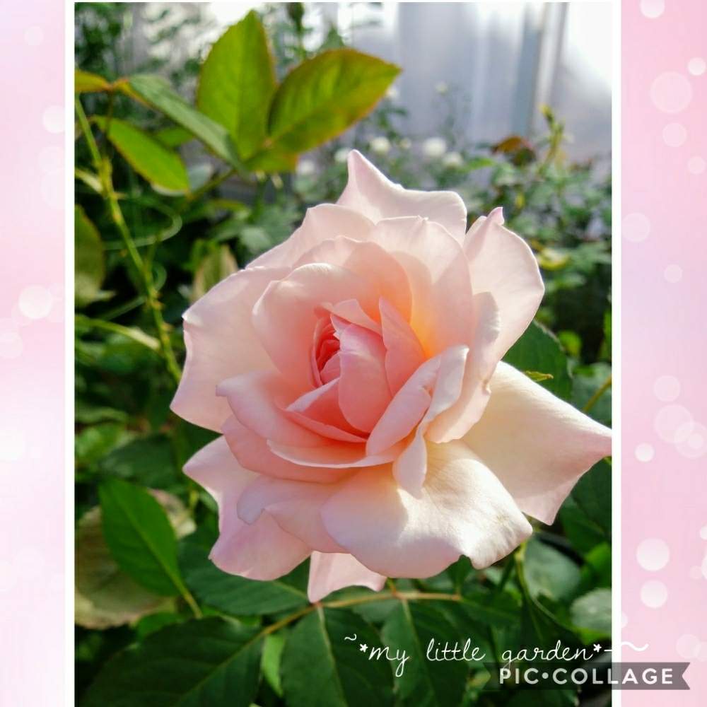 小さな庭の画像 by みけにゃんこさん | 小さな庭と薔薇♪とコラージュと山形と薔薇 グルスアンアーヘン