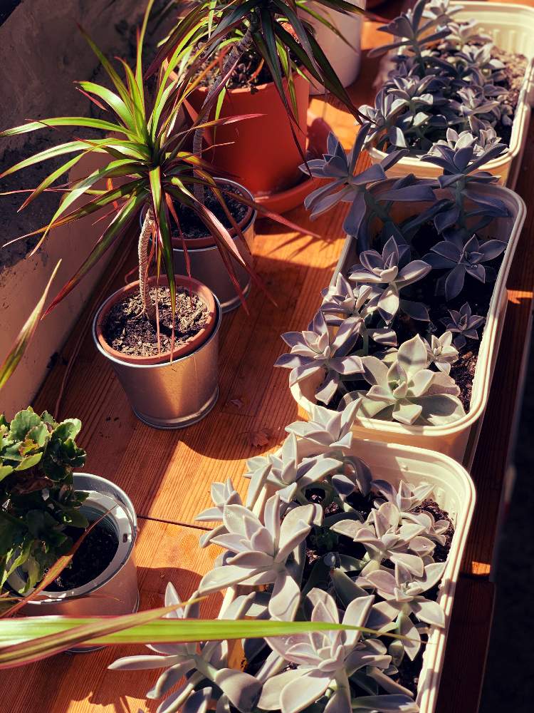 インテリアの画像 by luidaさん | インテリアと多肉植物とジブリとルイーダと観葉植物とボタニカルライフとグリーンのある暮らしとグリーン!グリーン!グリーン!と室内組とコワーキングスペースと癒しと植物園と多肉女子とナウシカとbotanical lifeと鉢植えとGreenSnapmarcheとジャングル化計画とかわいいといやされるとGREEN UP!