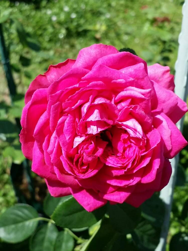 の画像 by 星白さん | ルージュピエールドゥロンサールと薔薇♪とばら バラ 薔薇